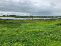 Groene jonker