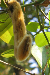 Mucunapeul