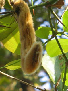 Mucunapeul