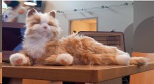 poes
