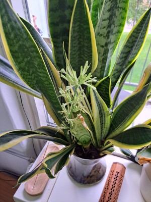 Els Haring_plant