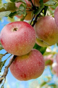 Appels aan een appelboom. Unsplash, Bozhin Karaivanov