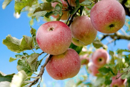 Appels-aan- boom-bozhin-karaivanov-unsplash.jpg