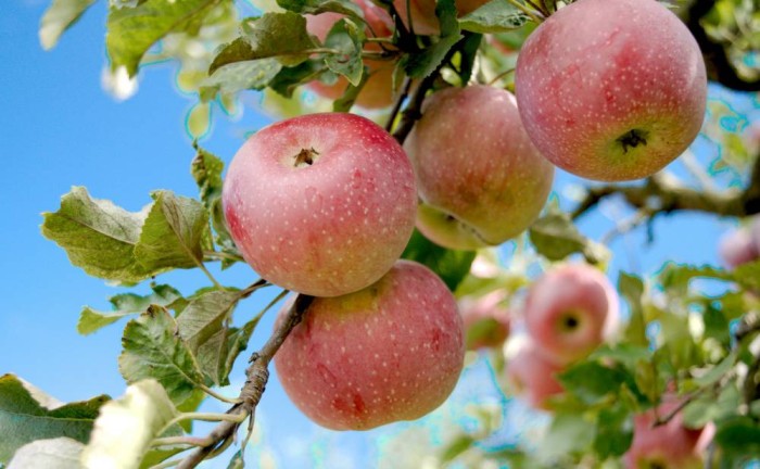 Appels-aan- boom-bozhin-karaivanov-unsplash