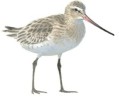 Grutto