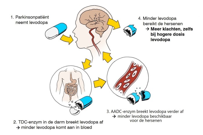 darmonderzoek radboud schema levodopa-afbraak