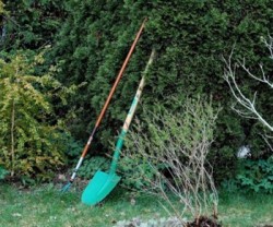 tuin
