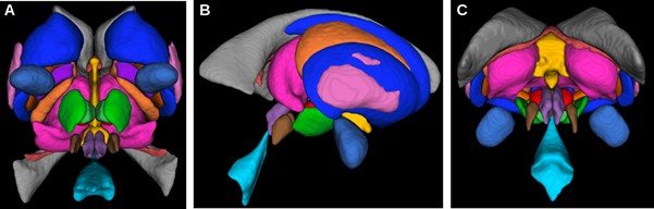 3d Atlas.jpg