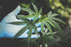 cannabis.jpg