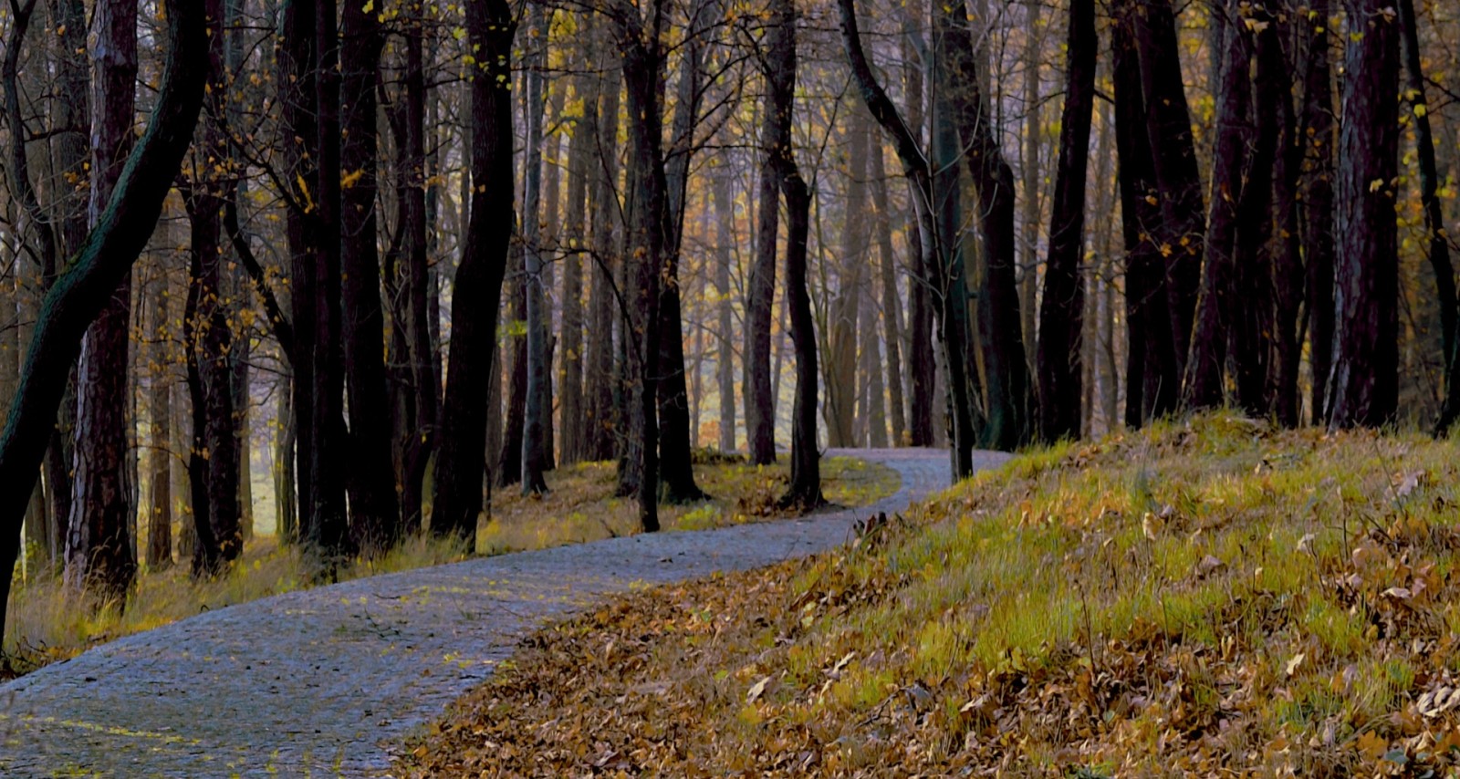 ziekteverloop.jpg