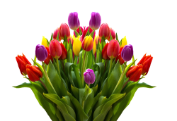 Tulpen